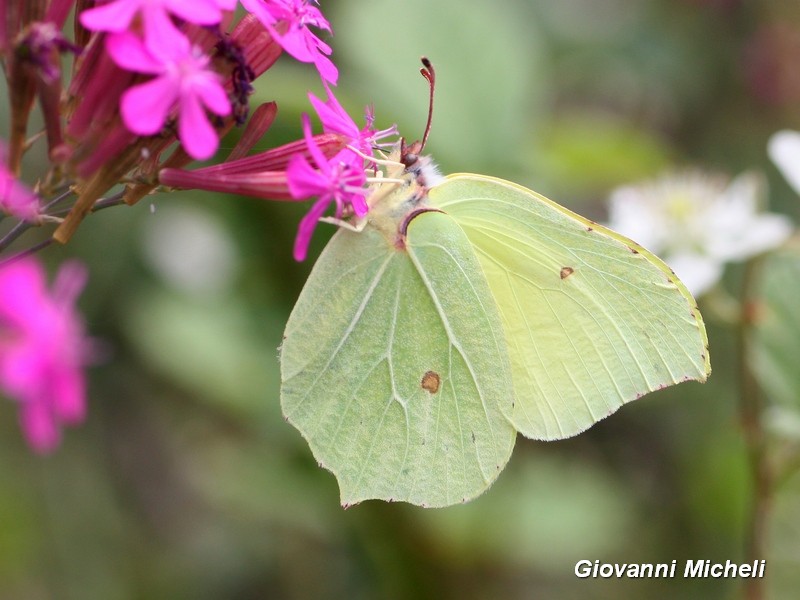 Gonepteryx rhamni nuova generazione...